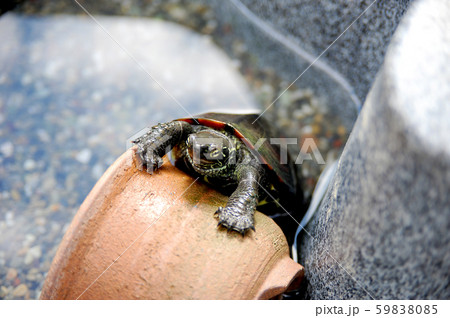 クサガメ 59838085