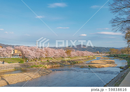 京都 賀茂川の春景色 59838616