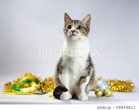 tabby kitten with christmas decorations and mask tabby kitten with christmas decorations and mask 59838622