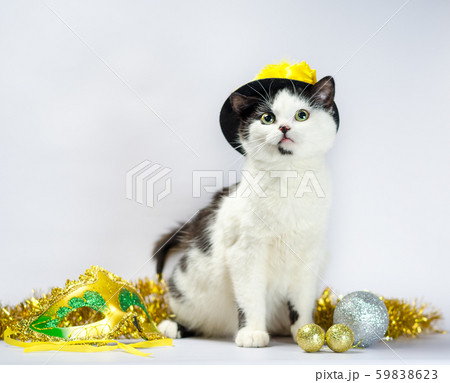 black and white cat in christmas fancy dress hat black and white cat in christmas fancy dress hat 59838623