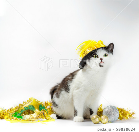 black and white cat in christmas fancy dress hat black and white cat in christmas fancy dress hat 59838624