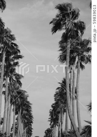palmtree 59839013