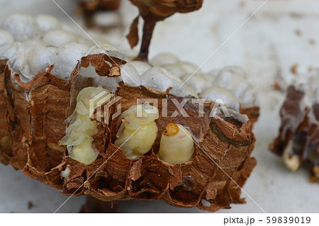 キイロスズメバチの巣　巣盤 59839019