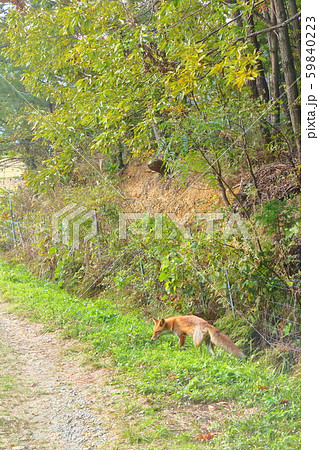 里山と本土狐 59840223