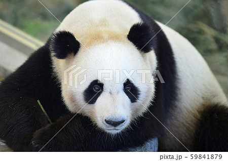 Panda - Stock Photo [59841879] - PIXTA