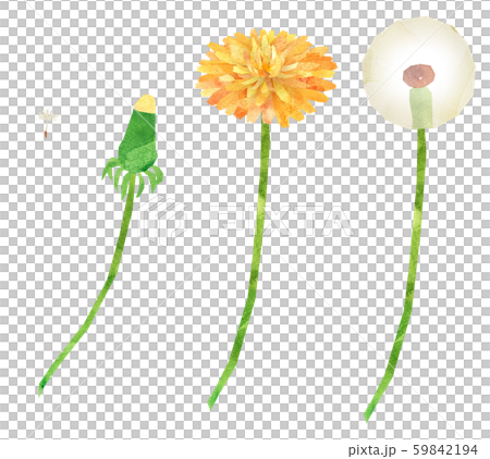 タンポポ　イラストセット 59842194