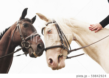 Two beautiful riding horses, brown and white, stand together with their heads to each other Two beautiful riding horses, brown and white, stand together with their heads to each other 59842924