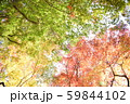 紅葉 59844102