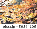 もみじ 59844106