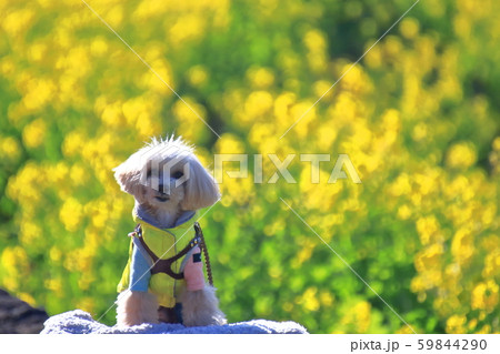 春の訪れ 59844290