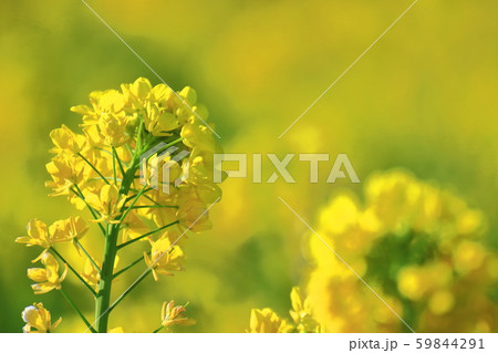 春の訪れ 59844291