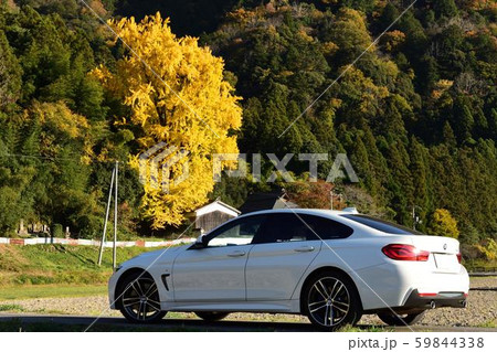 イチョウ 59844338