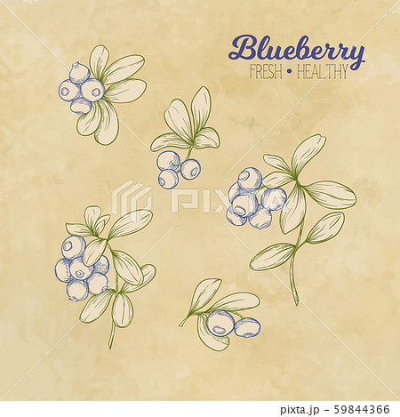 Blueberry. Element for design. 59844366