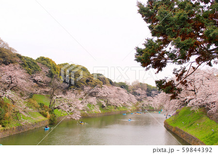 東京 曇天の千鳥ヶ淵 桜と手漕ぎボートの写真素材