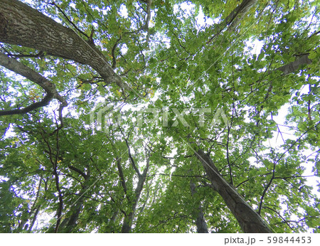 Oak forest in the afternoon. Oak forest in the afternoon. 59844453