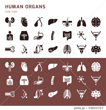 Large vector set of icons on the medical theme of internal human organs. 59844707