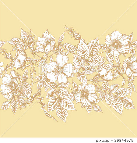 Dog-rose, briar, brier, eglantine, canker-rose Dog-rose, briar, brier, eglantine, canker-rose 59844979