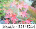 もみじ 59845214