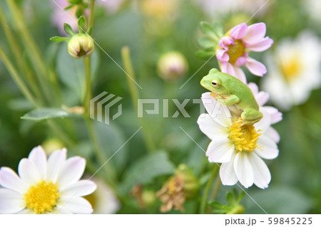 シングル咲きダリアの花びらに乗る可愛らしいカエルの姿・花畑の中にカエル シングル咲きダリアの花びらに乗る可愛らしいカエルの姿・花畑の中にカエル 59845225
