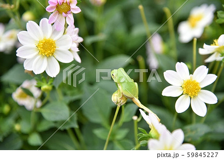 シングル咲きダリアの花びらの上を歩く可愛らしいカエルの姿 花畑の中にカエル の写真素材