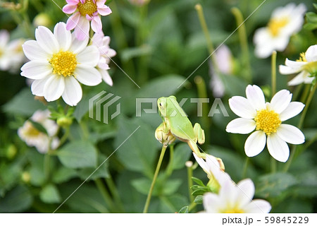 シングル咲きダリアの花びらの上を歩く可愛らしいカエルの姿 花畑の中にカエル の写真素材
