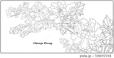 Peony tree branch with flowers 59845548