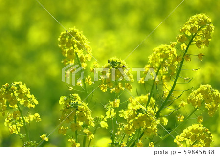 春の訪れ 59845638