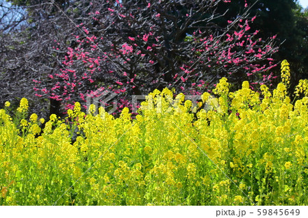 春の訪れ 59845649
