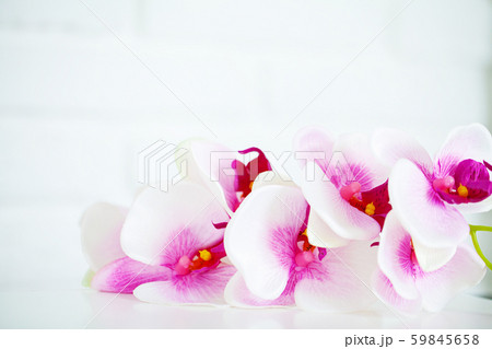 Spa and wellness scene. Orchid flower on the wooden pastel background Spa and wellness scene. Orchid flower on the wooden pastel background 59845658