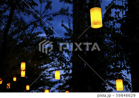 Night forest illumination 59846629