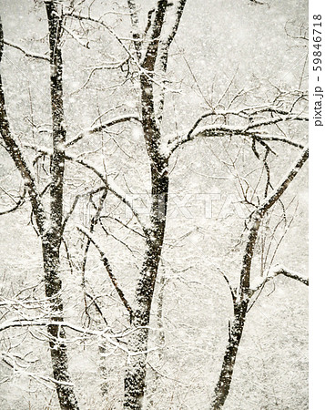 風景自然植物写真 初雪の八幡平の楓の木 春を待つ木々 風景自然植物写真 初雪の八幡平の楓の木 春を待つ木々 59846718
