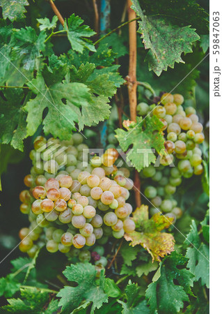 Grapes on the vine 59847063