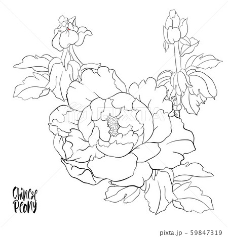 Peony tree branch with flowers 59847319