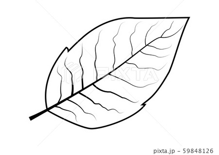 tobacco leaf drawing vector - Stock Illustration [59848126] 1,600+ Tobacco Leaf Drawing Stock