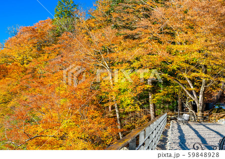 栃木 日光 英国大使館別荘記念公園の紅葉 栃木 日光 英国大使館別荘記念公園の紅葉 59848928
