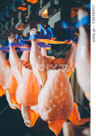 bird chicken factory line hang poultry industry bird chicken factory line hang poultry industry 59848947