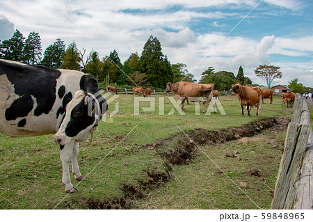 牧場の牛　ホルスタイン　ジャージー牛　ガーンジー牛 59848965