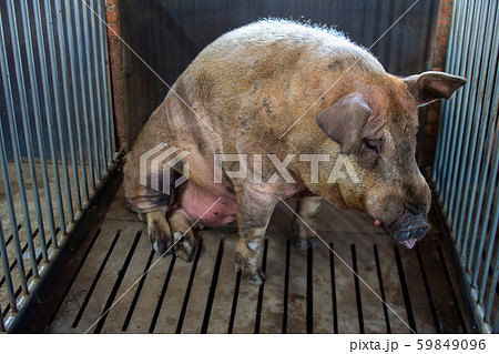pig farm industry farming hog barn pork pig farm industry farming hog barn pork 59849096