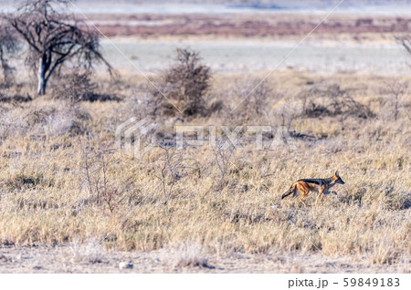 Jackal on the hunt in Etosha 59849183