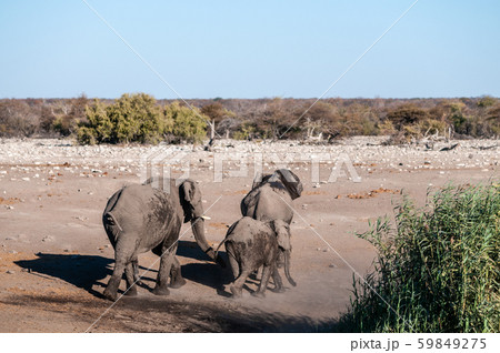 A Family of African Elephants near a waterhole in Etosha 59849275