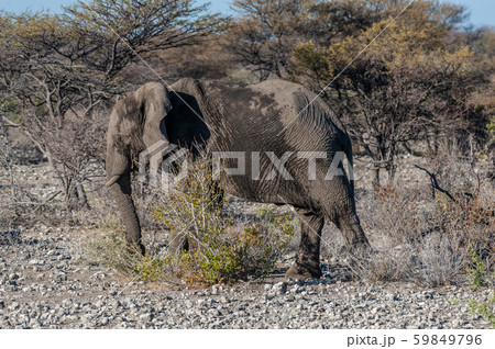 Closeup of an African Elephant Passing By 59849796