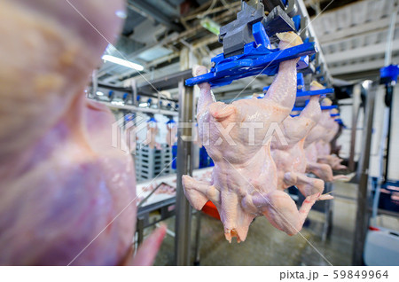 bird chicken factory line hang poultry industry 59849964