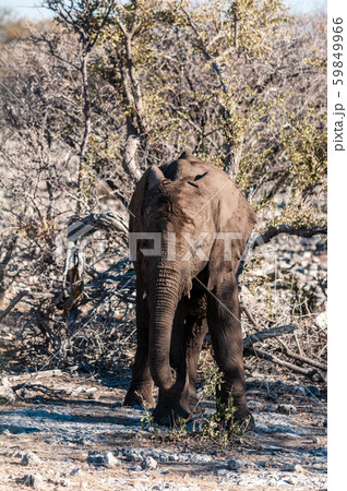 Closeup of a young african Elephant Closeup of a young african Elephant 59849966