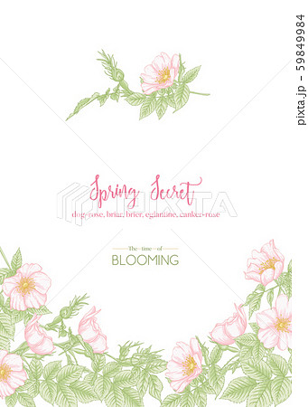 Dog-rose, briar, eglantine, canker-rose  59849984