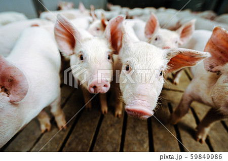 pig farm industry farming hog barn pork 59849986