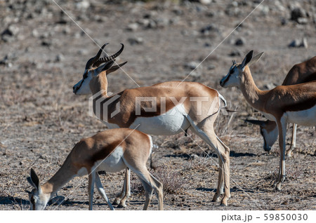 Impalas in Etosha National Park Impalas in Etosha National Park 59850030