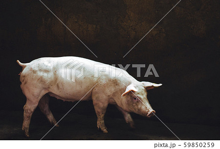 pig farm industry farming hog barn pork pig farm industry farming hog barn pork 59850259