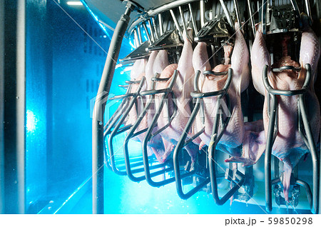 bird chicken factory line hang poultry industry bird chicken factory line hang poultry industry 59850298