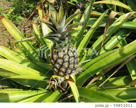 栽培中のパイナップル 59851011