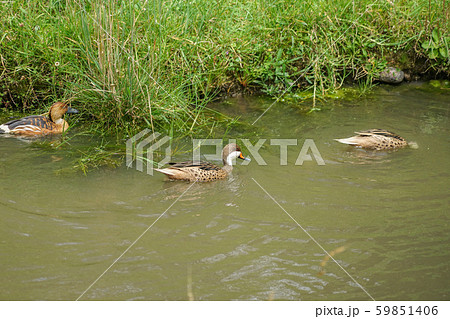 ミナミホオジロオナガガモ 59851406